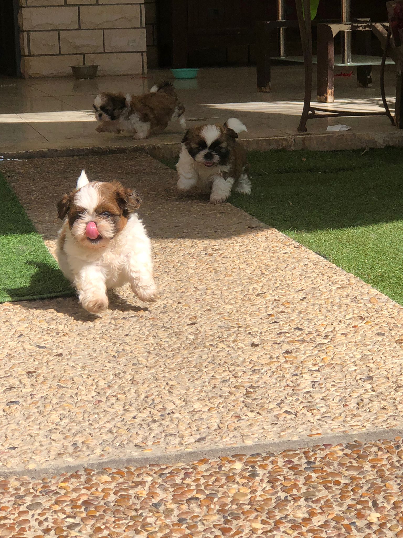 תמונה 4 ,כלבים שי צו   שיצו למכירה בחיפה