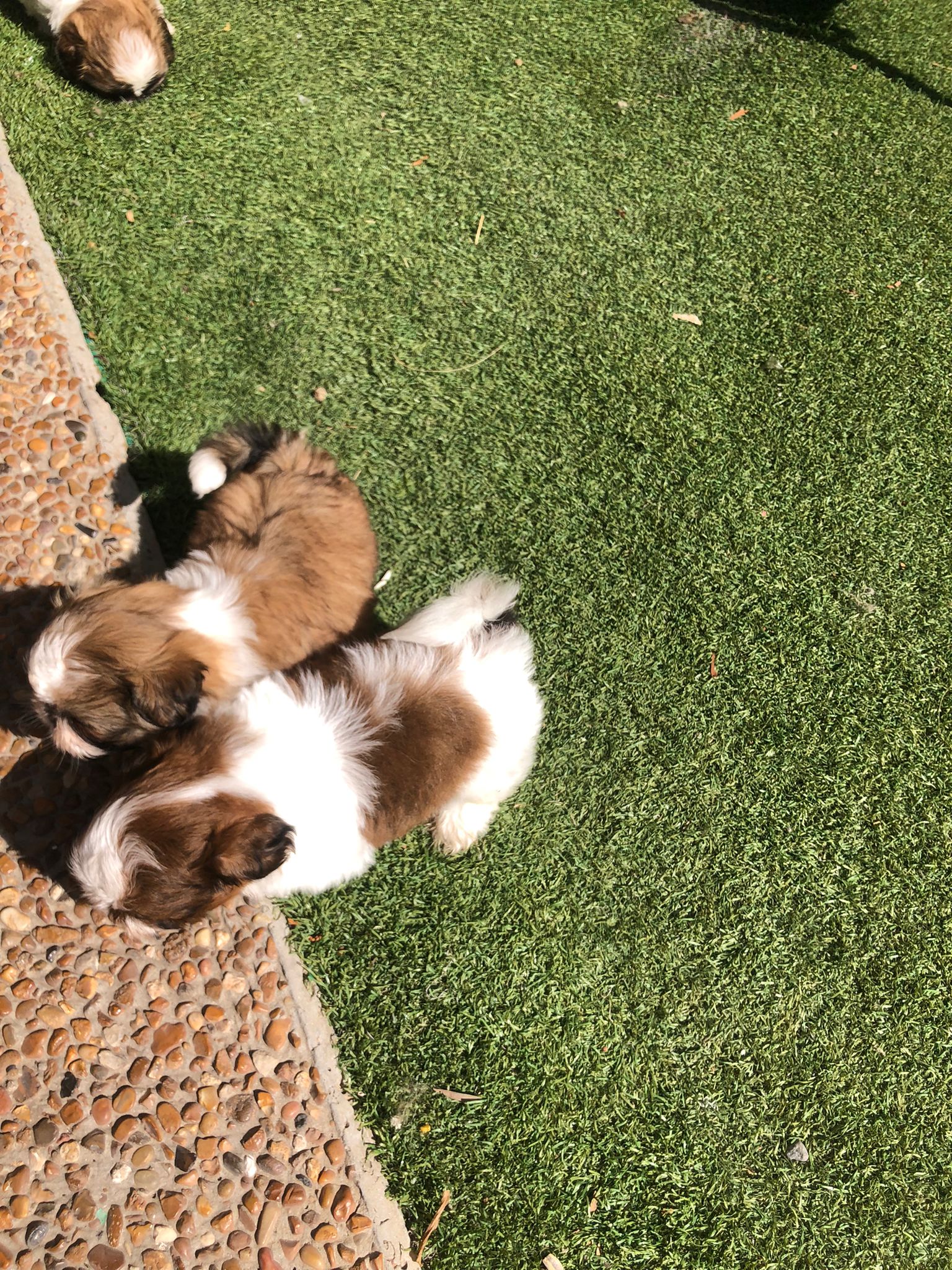 תמונה 6 ,כלבים שי צו   שיצו למכירה בחיפה