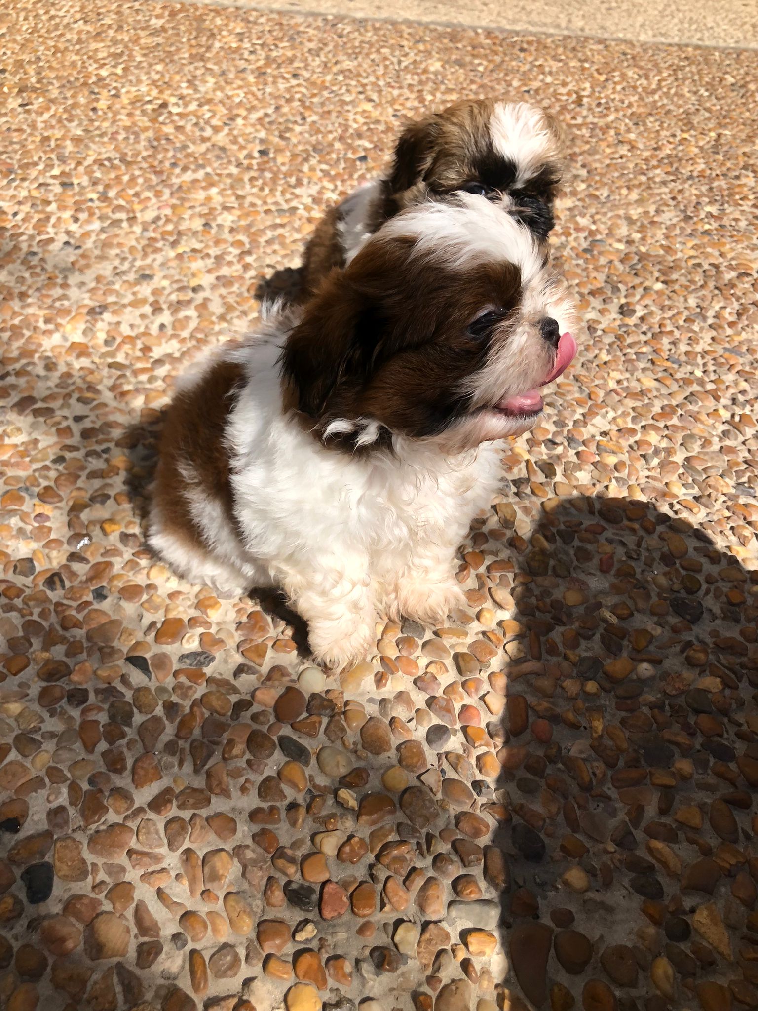 תמונה 7 ,כלבים שי צו   שיצו למכירה בחיפה