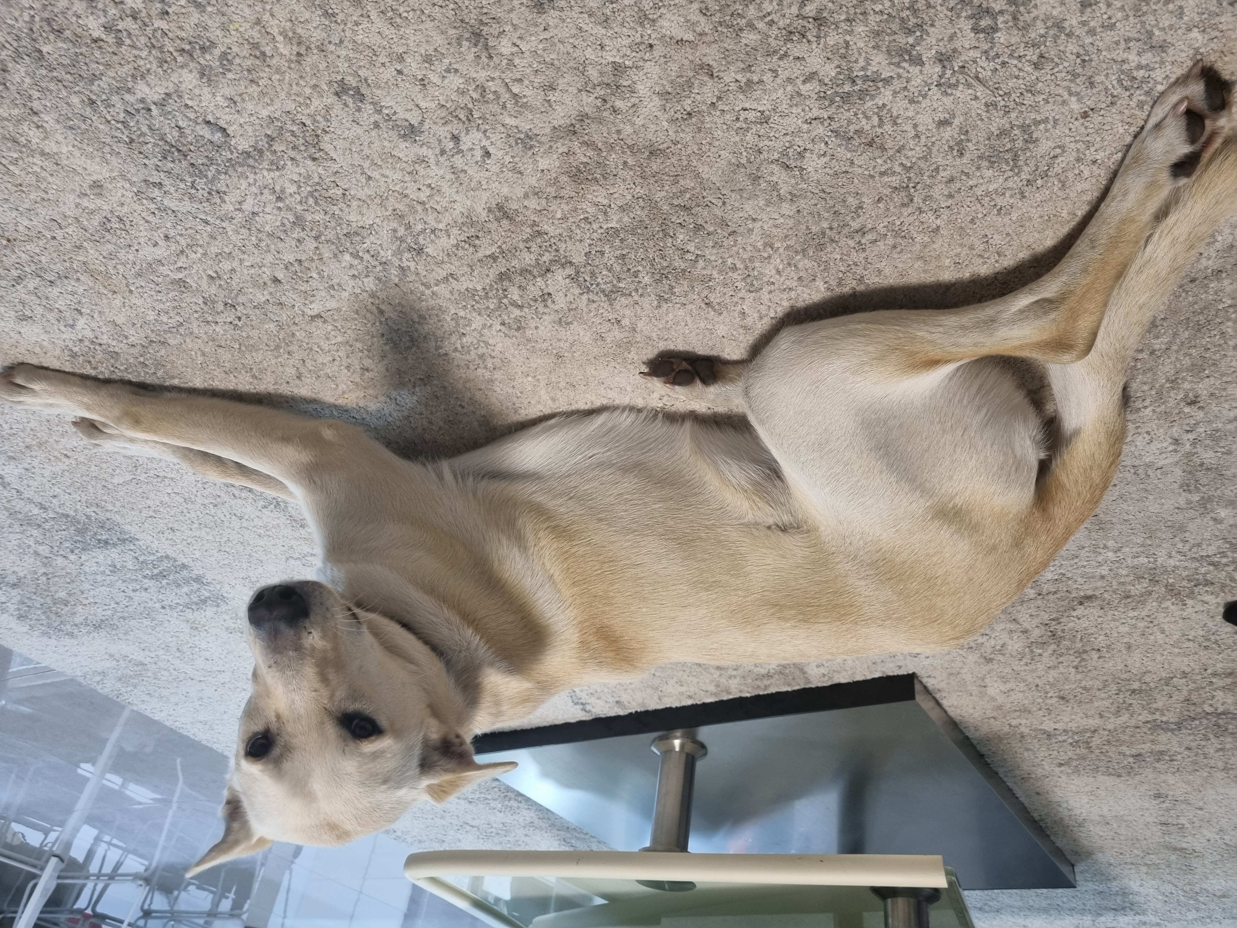תמונה 2 ,כלבים כללי   סנופ למסירה בבלפוריה