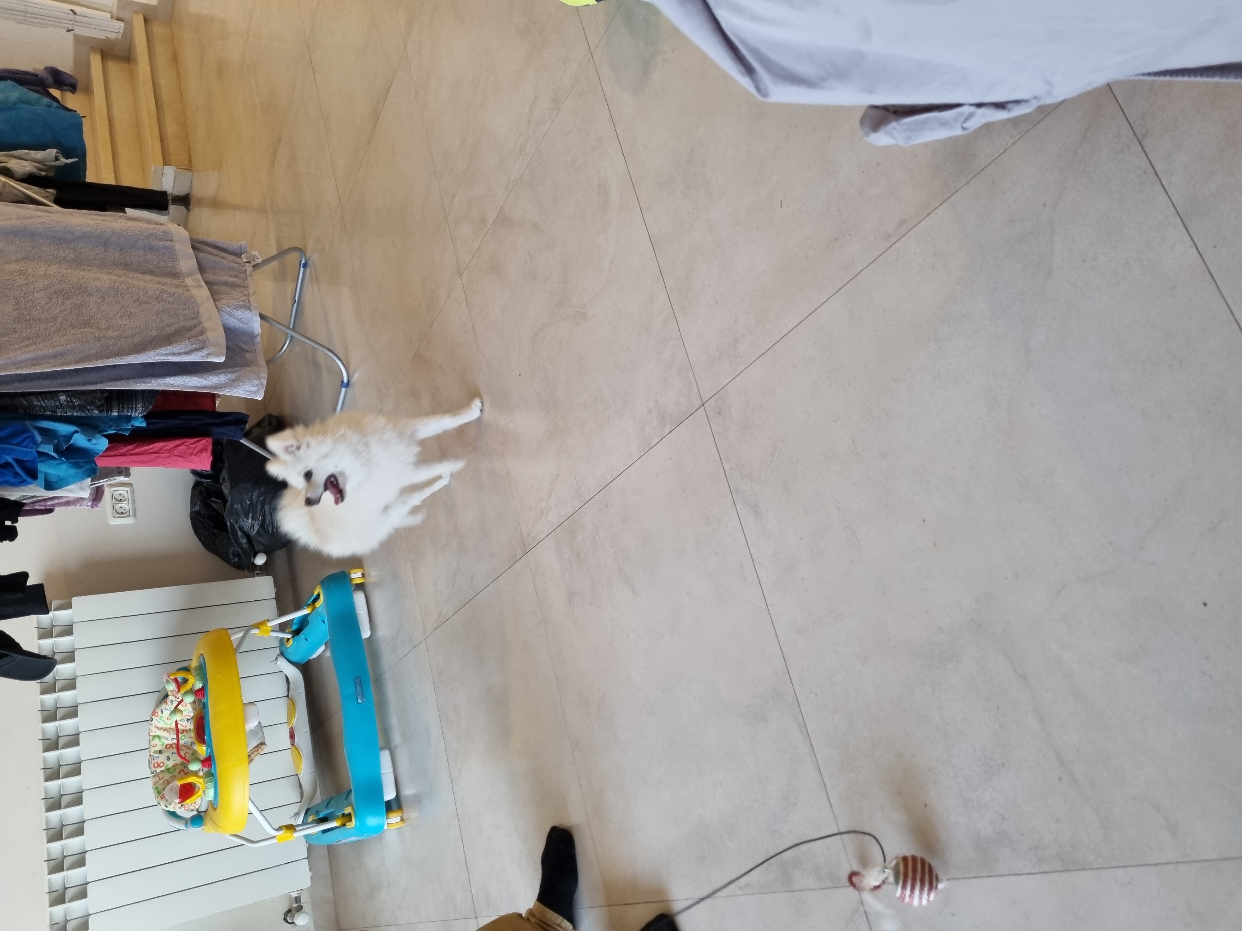 תמונה 2 ,כלבים שפיץ יפני   מיסטי למכירה בעמינדב