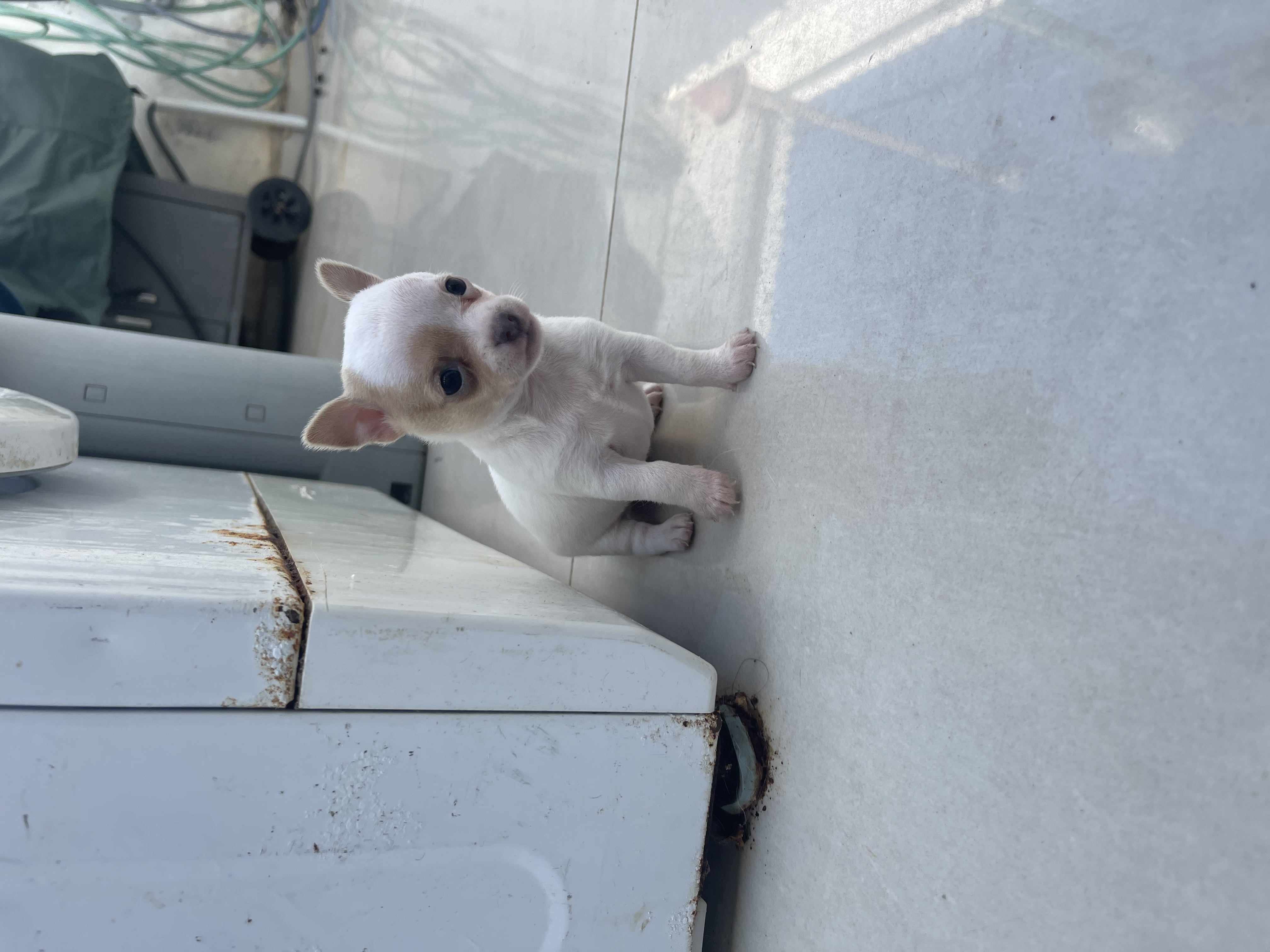 תמונה 1 ,כלבים צ`יוואווה   גורים למכירה בנתניה