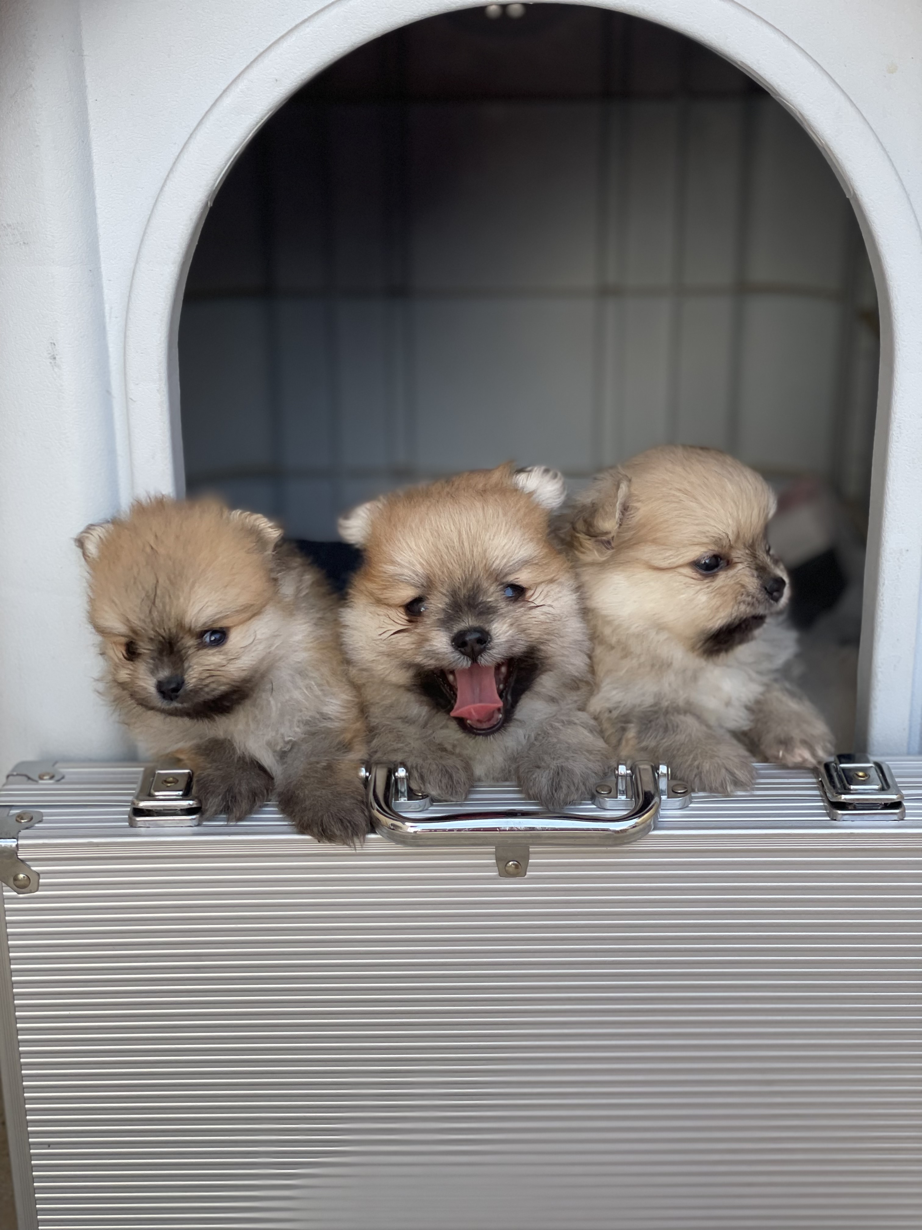 תמונה 2 ,כלבים פומרניאן   גורי פומרניין למכירה במבשרת 
