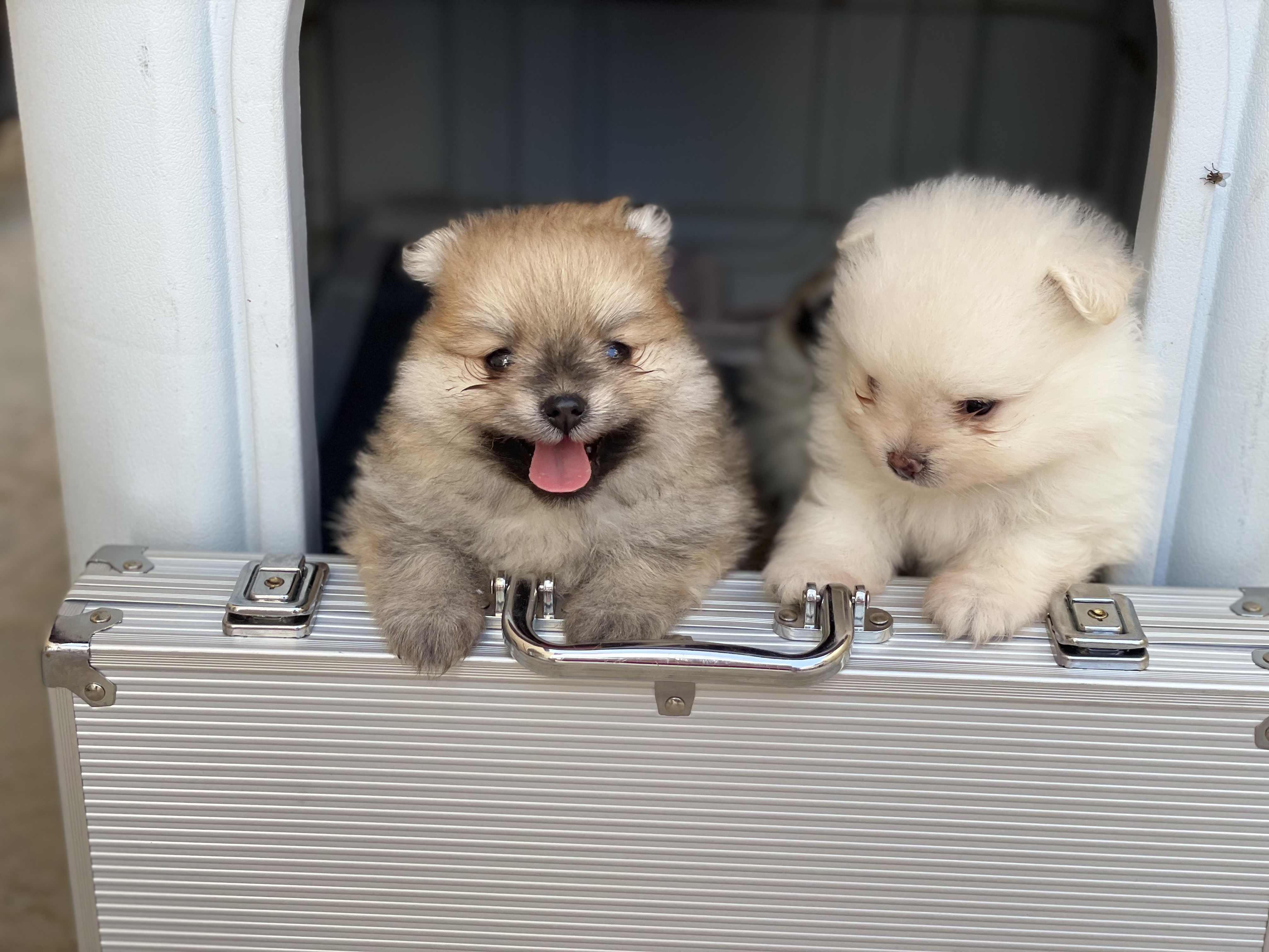 תמונה 3 ,כלבים פומרניאן   גורי פומרניין למכירה במבשרת 
