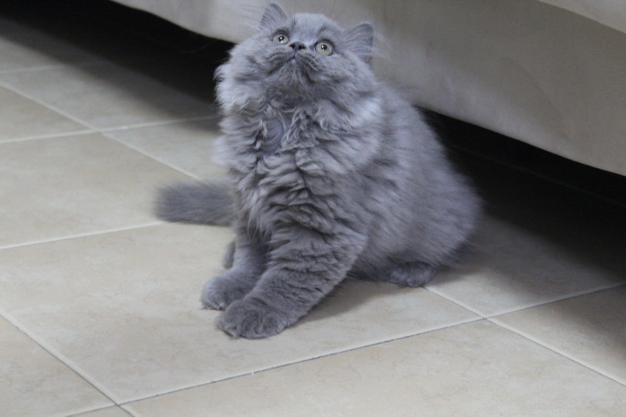 תמונה 1 ,חתולים בריטי קצר שיער   A למכירה בחיפה