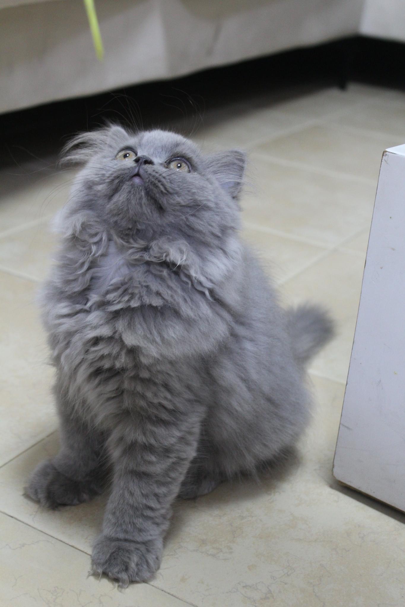 תמונה 2 ,חתולים בריטי קצר שיער   A למכירה בחיפה