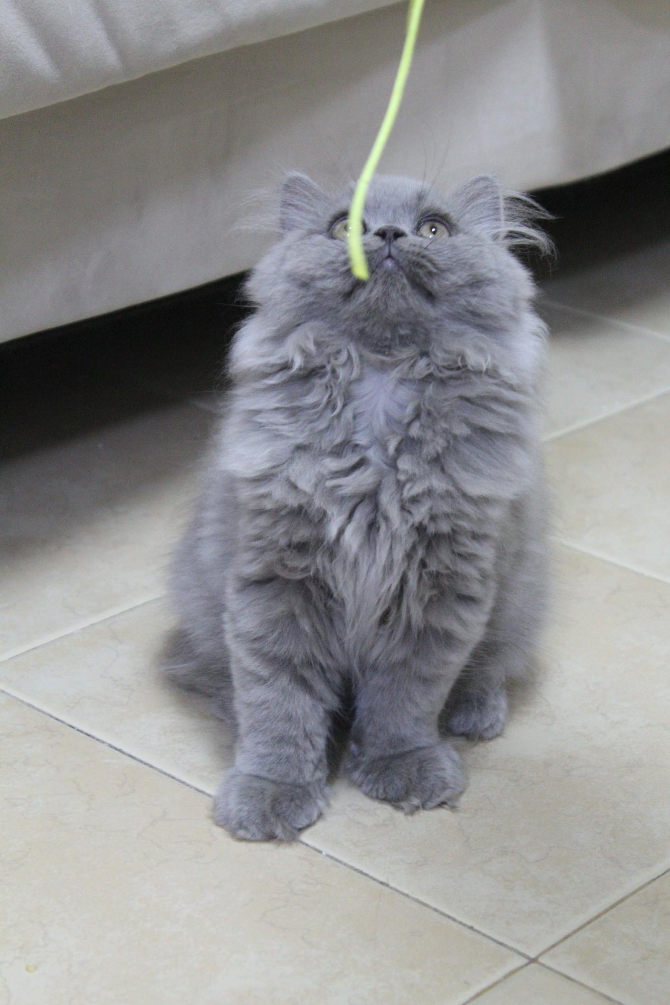 תמונה 3 ,חתולים בריטי קצר שיער   A למכירה בחיפה