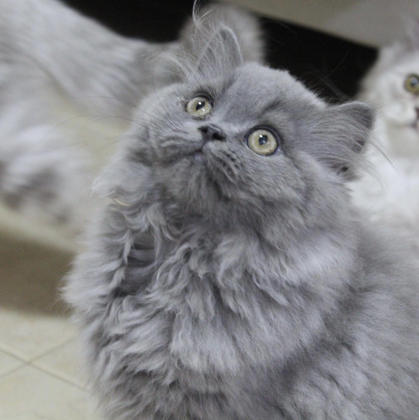 תמונה 4 ,חתולים בריטי קצר שיער   A למכירה בחיפה
