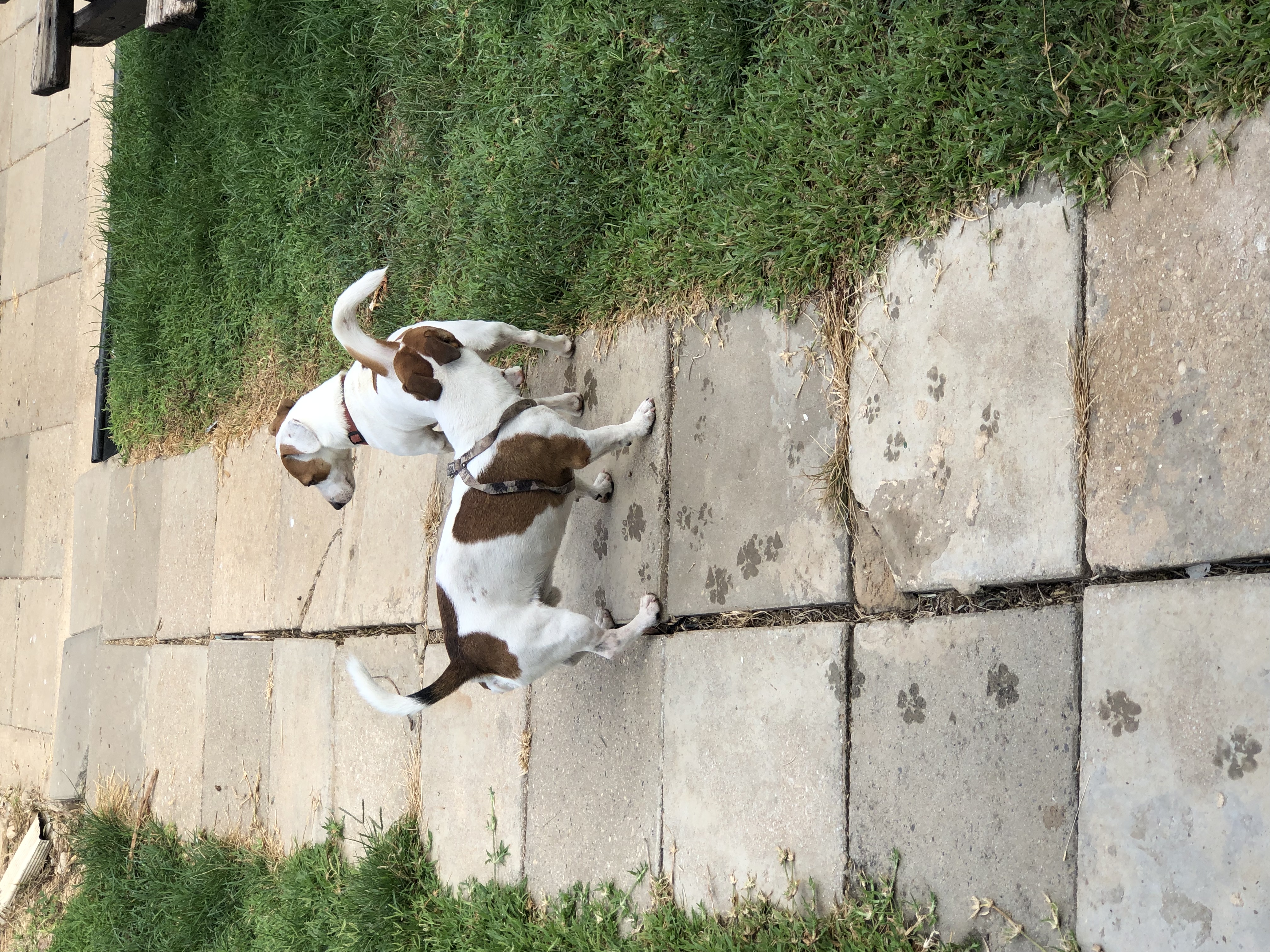 תמונה 1 ,כלבים גק ראסל טרייר   גייק ראסל למכירה בבן שמן (מושב)