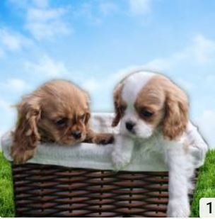 תמונה 7 ,כלבים בישון פריזה   בישון פריזה למכירה בראשון לציון  והסביבה