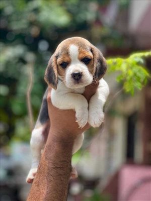 beagle 