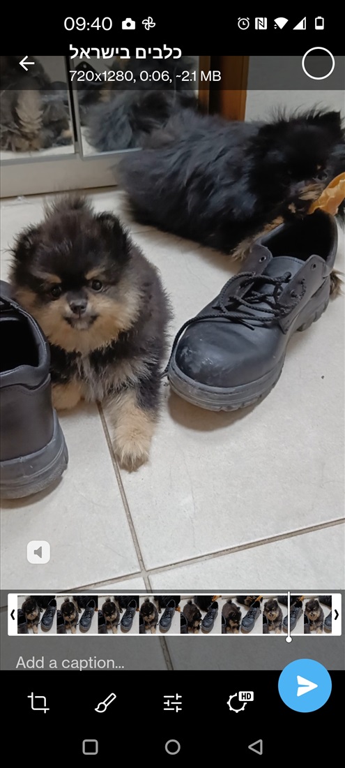 תמונה 2 ,כלבים פומרניאן   גורה בת  4 חודשים  למכירה ברחובות