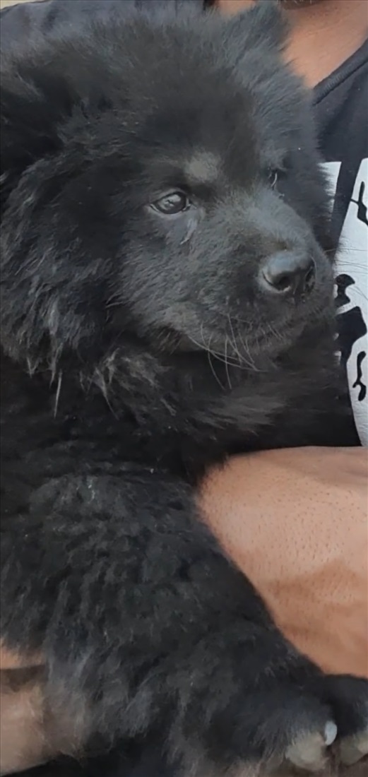 תמונה 1 ,כלבים צ`או צ`או   צאו צאו למכירה בכסרא-סמיע