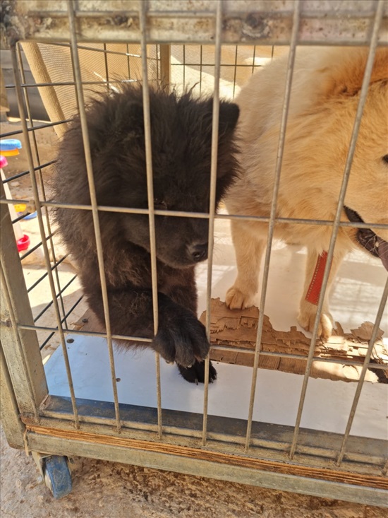 תמונה 2 ,כלבים צ`או צ`או   צאו צאו למכירה בכסרא-סמיע
