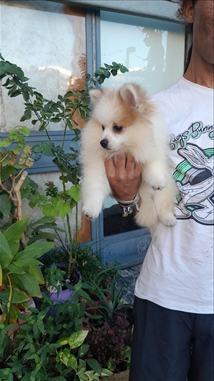תמונה 1 ,כלבים פומרניאן   פומרניין  למכירה בתל אביב