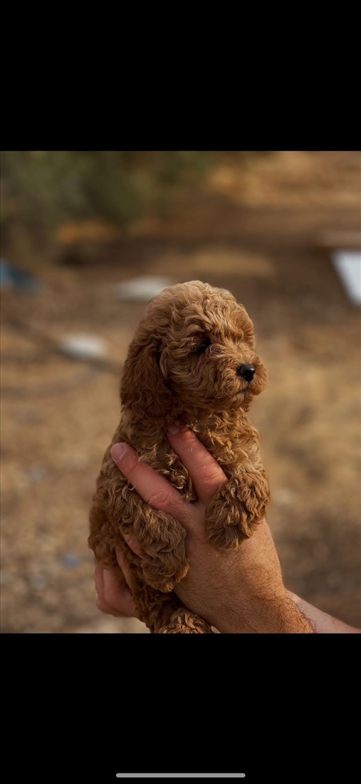תמונה 3 ,כלבים פודל    למכירה בתל אביב