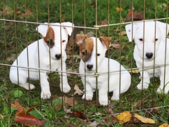 תמונה 1 ,כלבים גק ראסל טרייר   גק ראסל למכירה במנוחה
