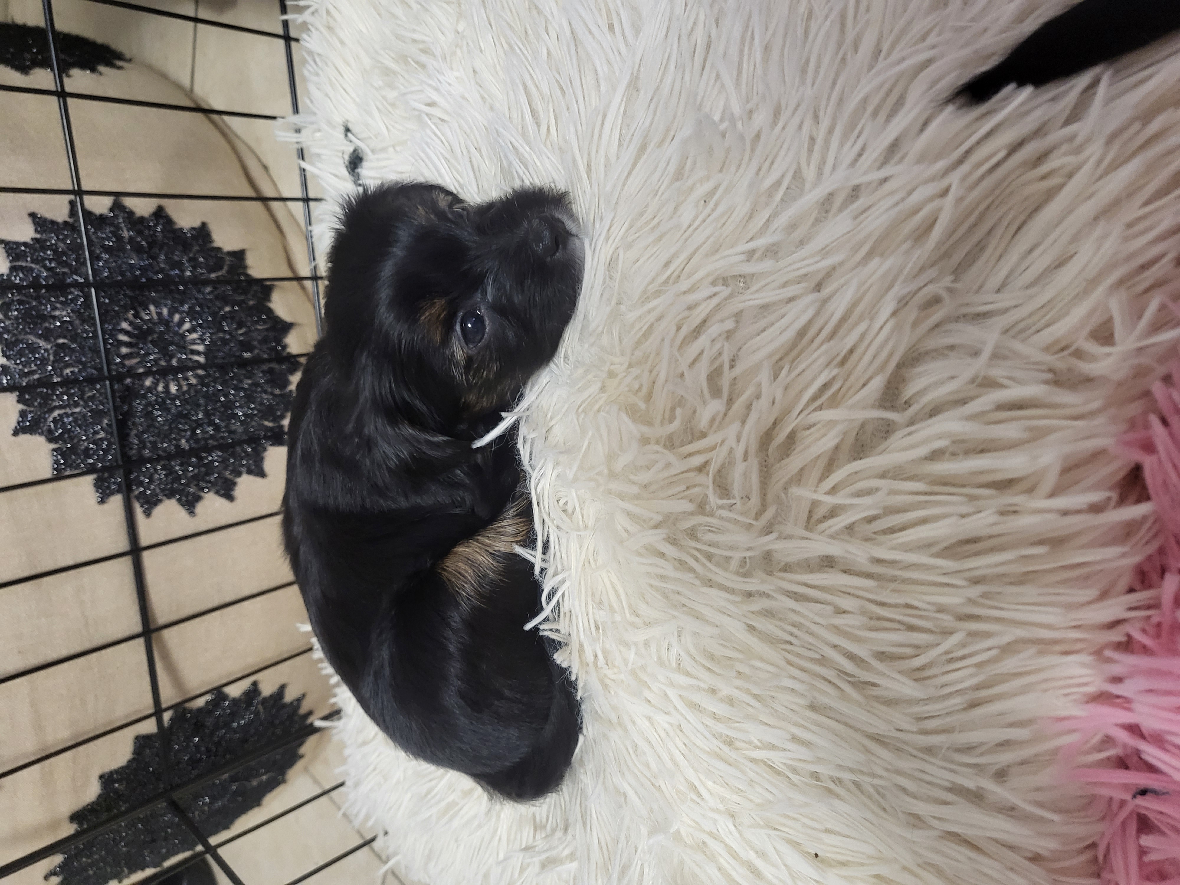 תמונה 6 ,כלבים יורקשייר טרייר   קריסטנה למכירה בלוד