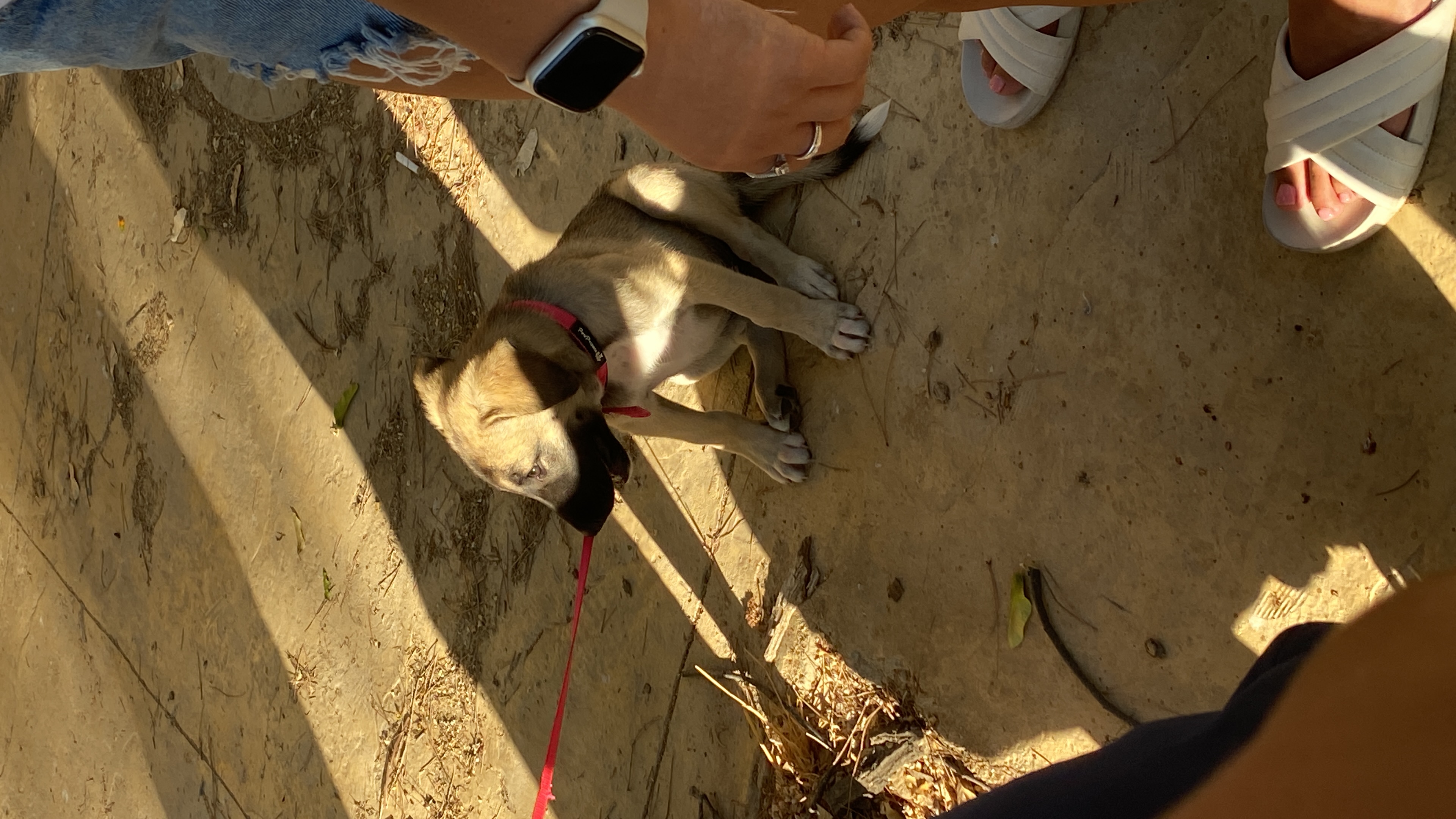 תמונה 4 ,כלבים מעורב   באנה  לאימוץ בבאר שבע