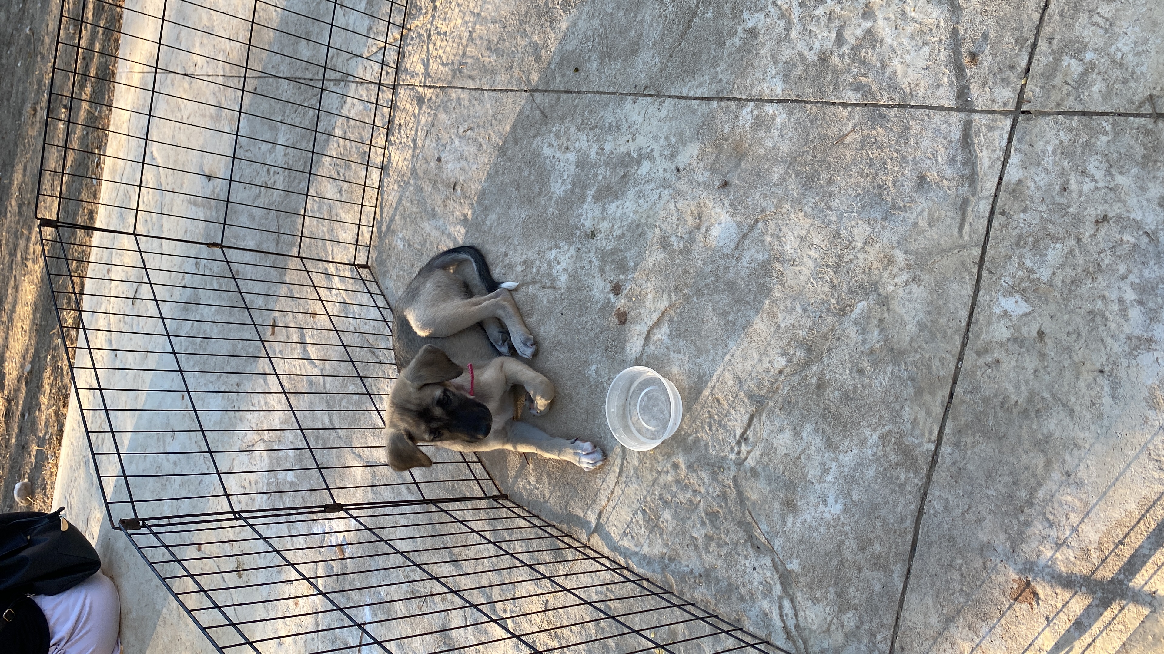 תמונה 2 ,כלבים מעורב   באנה  לאימוץ בבאר שבע
