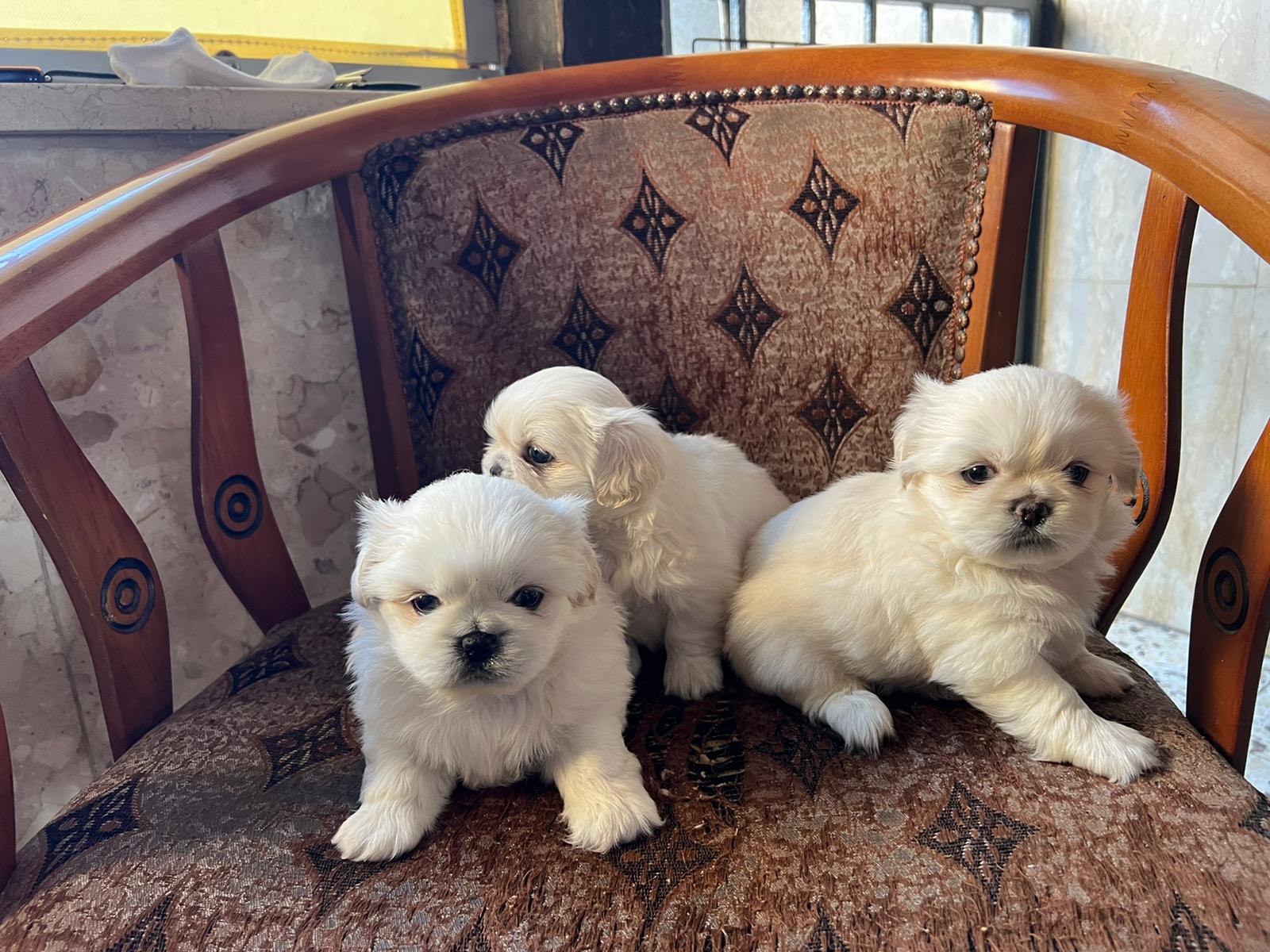 תמונה 4 ,כלבים פקינז   ליו סנדי וסנוי למכירה בנצרת