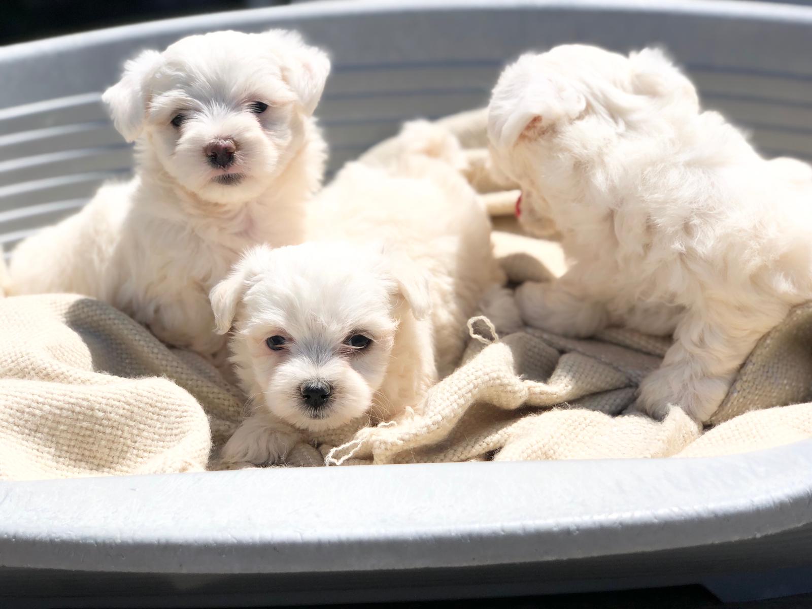 תמונה 1 ,כלבים מלטז   גורים למכירה בעוספיא