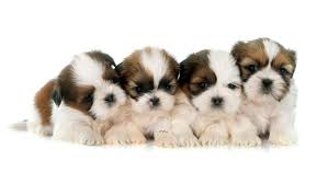 תמונה 1 ,כלבים שי צו   גורי שיצו  למכירה בקרני שומרון