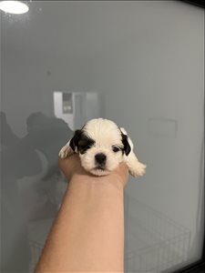 ננסי שיצו במחיר אטרקטיבי  