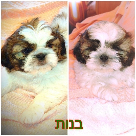 תמונה 1 ,כלבים שי צו   יוליה  למכירה בKiryat Shmona