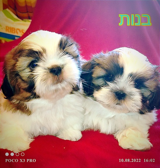 תמונה 3 ,כלבים שי צו   יוליה  למכירה בKiryat Shmona
