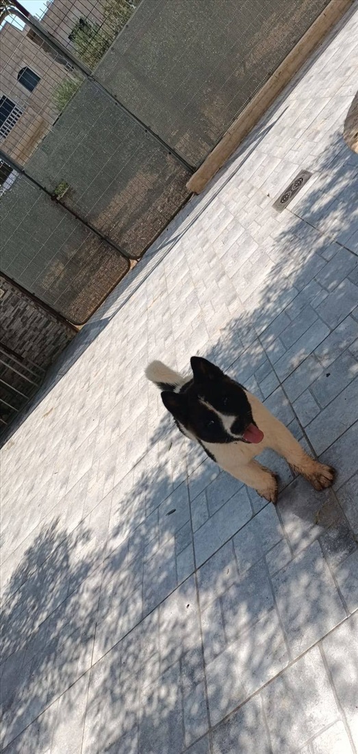 תמונה 3 ,כלבים אקיטה אמריקאי   אקיטה אמריקאי גזעי למכירה בירושלים