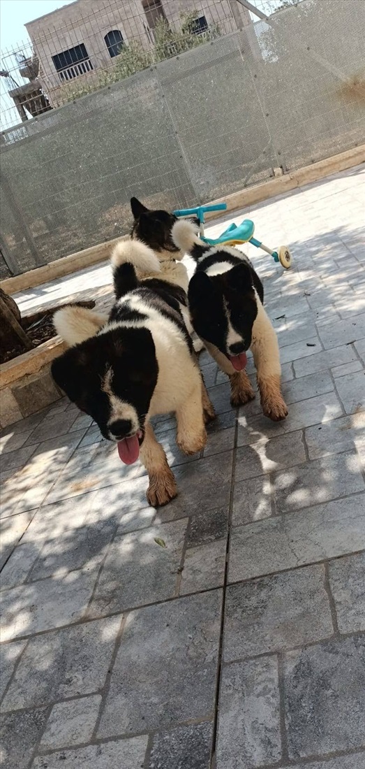 תמונה 4 ,כלבים אקיטה אמריקאי   אקיטה אמריקאי גזעי למכירה בירושלים