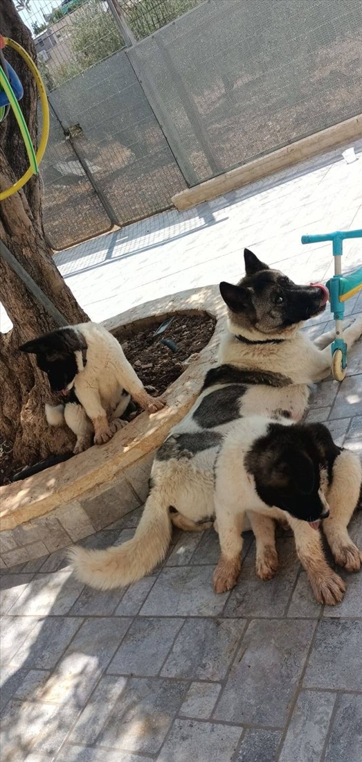 תמונה 5 ,כלבים אקיטה אמריקאי   אקיטה אמריקאי גזעי למכירה בירושלים