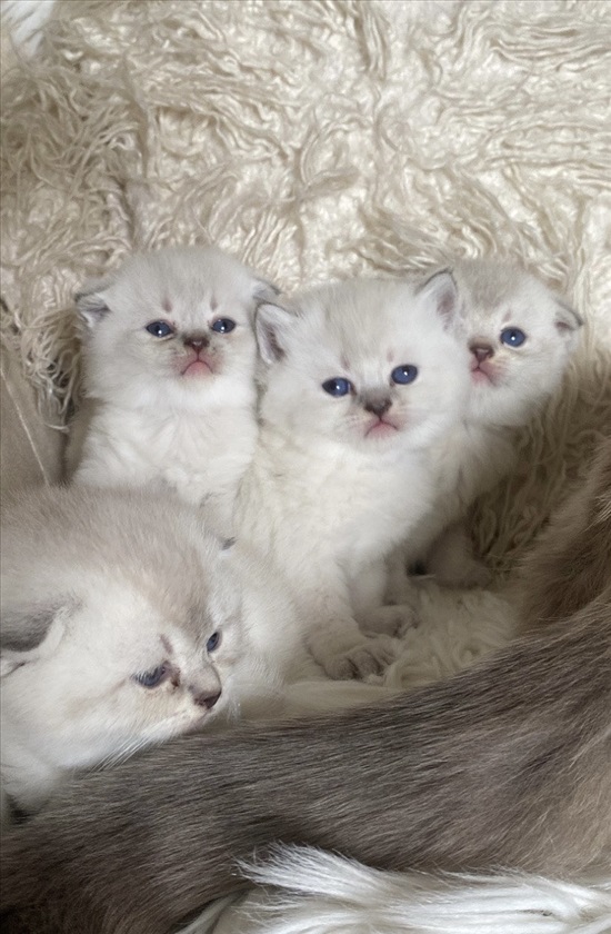 תמונה 2 ,חתולים Scotish Fold   סקוטי לבן למכירה בנצרת עילית