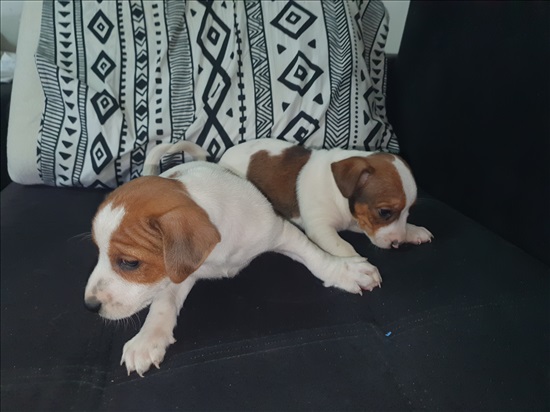 תמונה 1 ,כלבים גק ראסל טרייר   פומי למכירה בנווה מיכאל