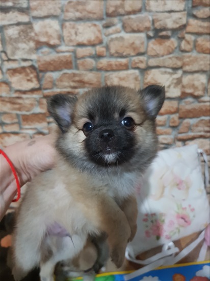 תמונה 1 ,כלבים פומרניאן   פלאפי למכירה באשקלון