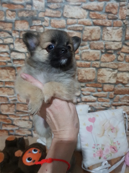 תמונה 3 ,כלבים פומרניאן   פלאפי למכירה באשקלון