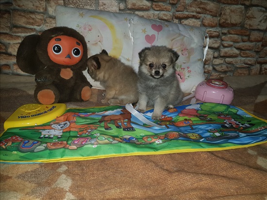 תמונה 6 ,כלבים פומרניאן   פלאפי למכירה באשקלון