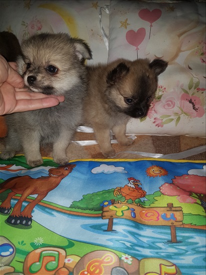 תמונה 7 ,כלבים פומרניאן   פלאפי למכירה באשקלון