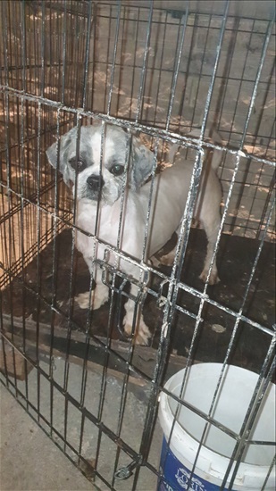 תמונה 3 ,כלבים שי צו   שי צו למכירה בכסרא סמיע