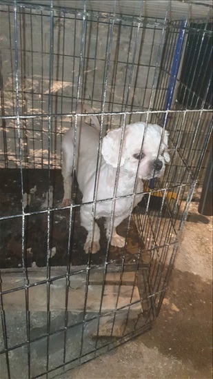תמונה 4 ,כלבים שי צו   שי צו למכירה בכסרא סמיע