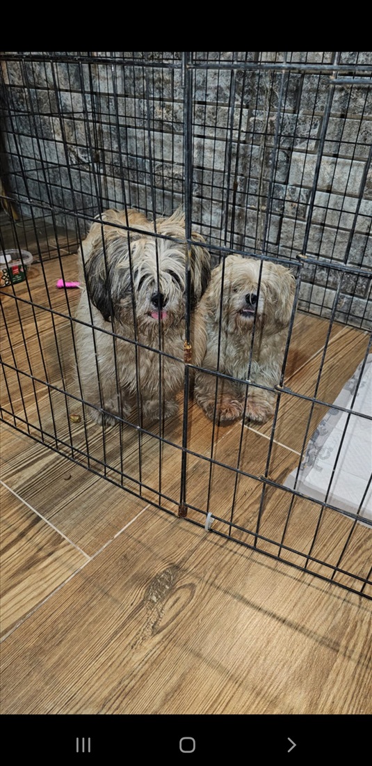 תמונה 2 ,כלבים שי צו   שי צו למכירה בכסרא סמיע
