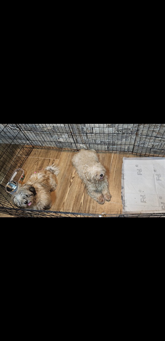 תמונה 1 ,כלבים שי צו   שי צו למכירה בכסרא סמיע