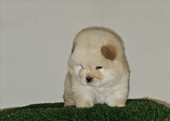 תמונה 4 ,כלבים צ`או צ`או   צאו צאו לבן למכירה בתל אביב