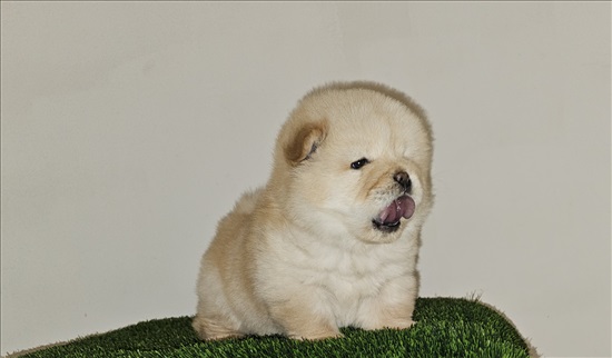 תמונה 2 ,כלבים צ`או צ`או   צאו צאו לבן למכירה בתל אביב