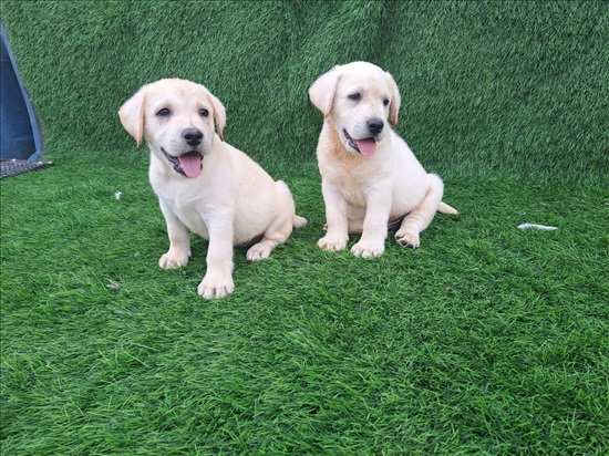 תמונה 1 ,כלבים לברדור רטריבר   לברדור למכירה בבאר טוביה