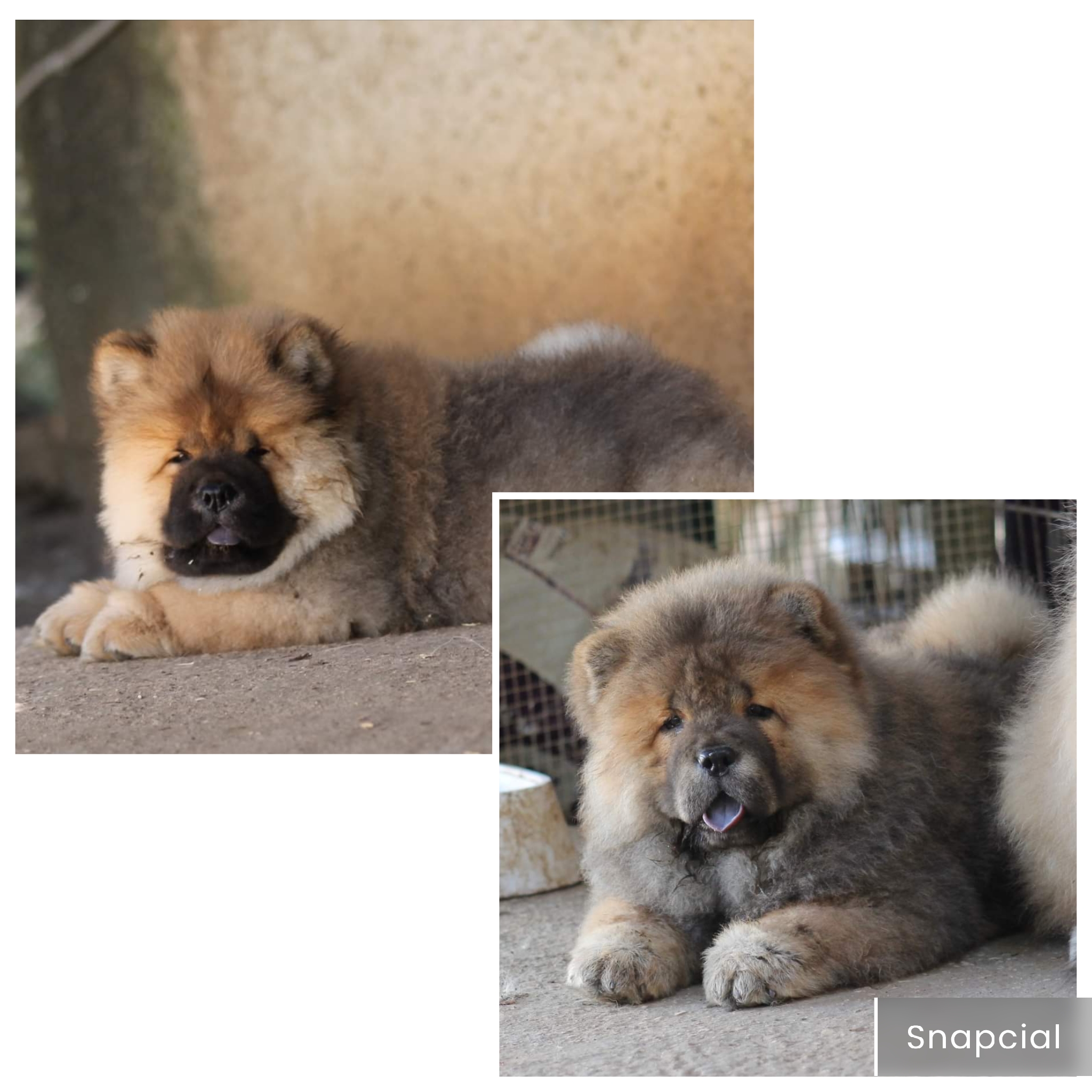 תמונה 3 ,כלבים צ`או צ`או   גורים למכירה באלקוש 