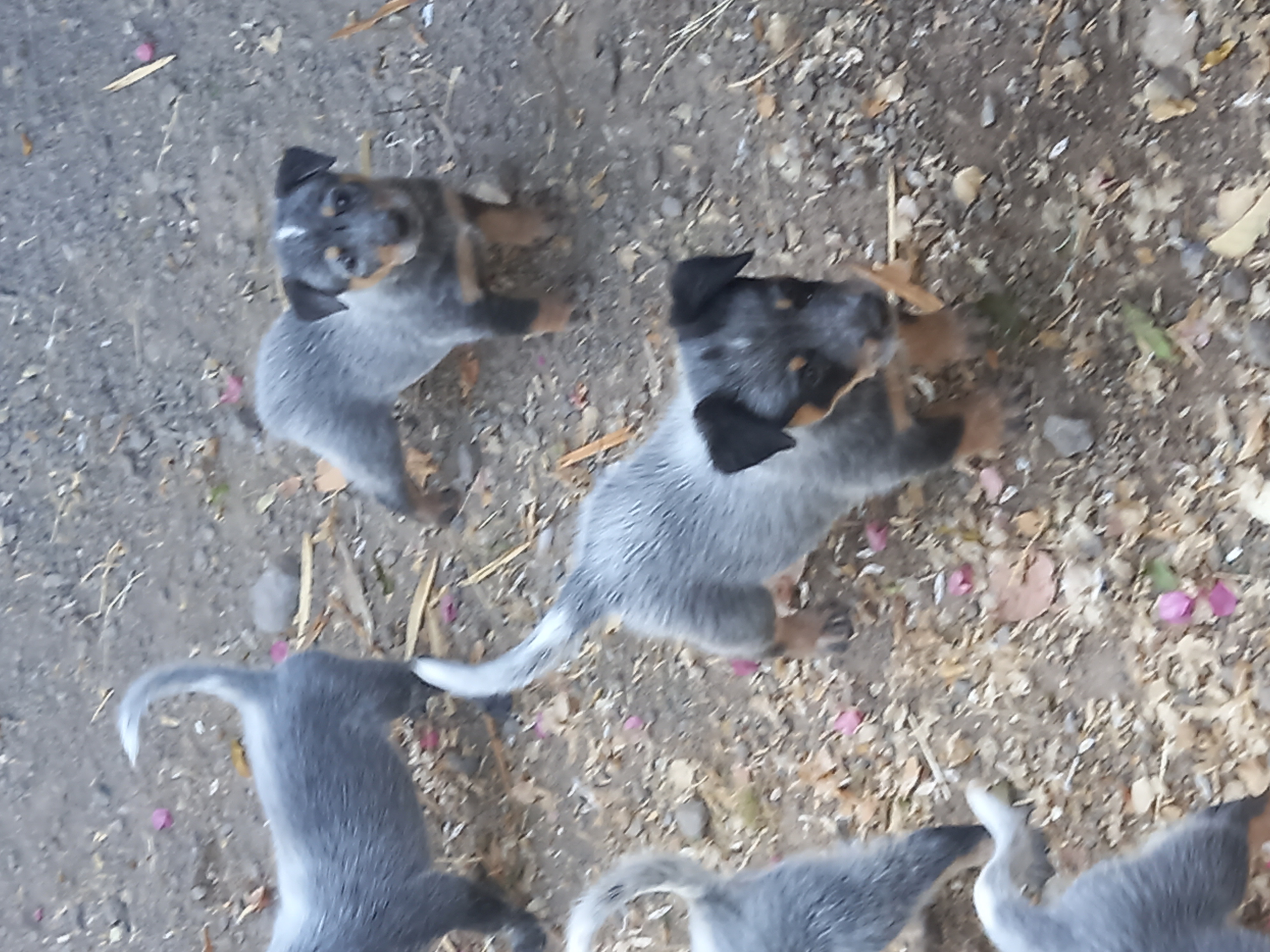 תמונה 5 ,כלבים בקר אוסטרלי   גורים בלו ורד הילר למכירה ביבניאל