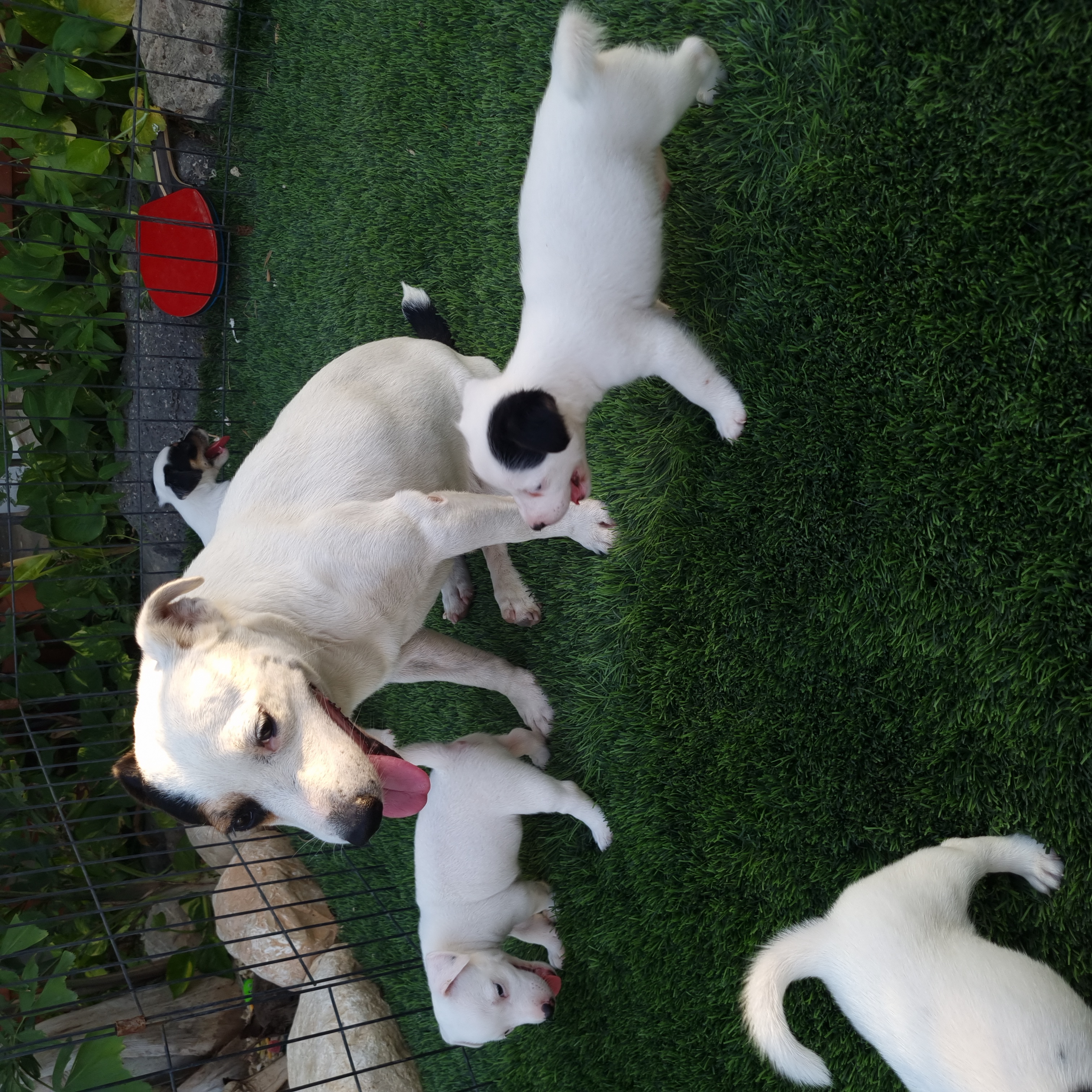 תמונה 3 ,כלבים גק ראסל טרייר   ג'ק ראסל למכירה בבית שאן