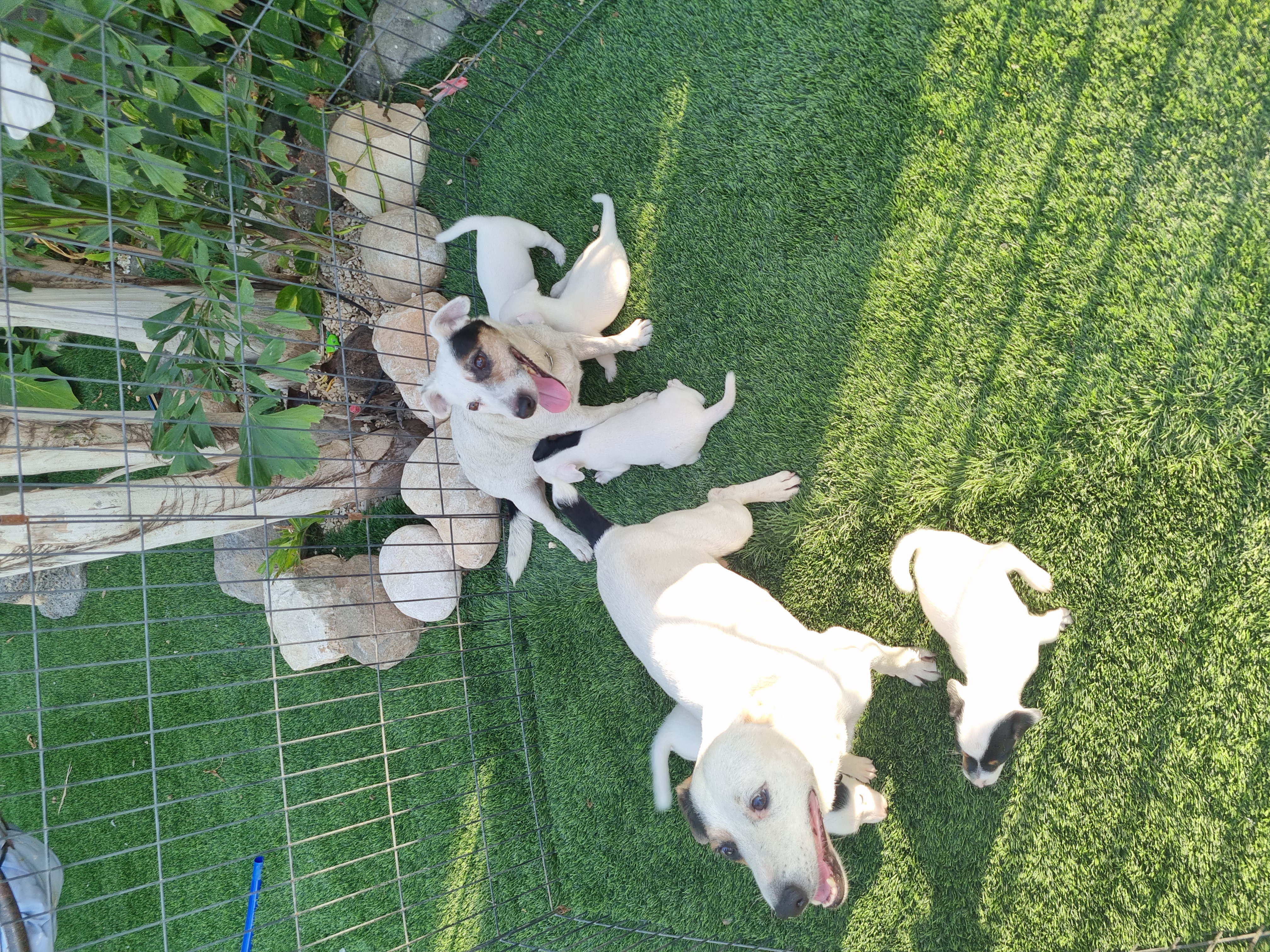 תמונה 4 ,כלבים גק ראסל טרייר   ג'ק ראסל למכירה בבית שאן